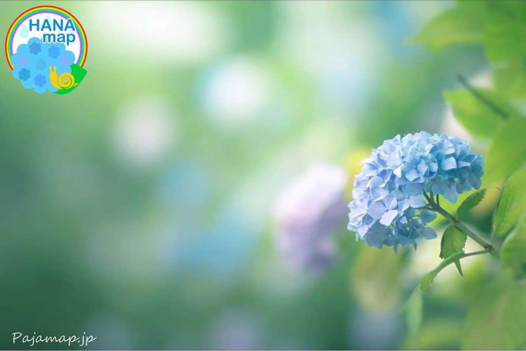 はなまっぷ❁日本の花風景さんのインスタグラム写真 - (はなまっぷ❁日本の花風景Instagram)「💠☔️はなまっぷの紫陽花まつり☔️💠 * @pajamap0515 さんの 紫陽花に花まるを💮 * 梅雨を彩る素敵な紫陽花をありがとうございます😊💠 * 💠アジサイの花言葉💠 家族団らん、仲良し * ☔️•••💠•••🌈•••🐸•••🌈•••💠•••☔️ * 💠紫陽花まつり概要💠 * 期間:〜6/30頃まで * タグ:#はなまっぷ イベント用タグはありません * #はなまっぷ  のタグの中から、紫陽花のお写真をどんどんご紹介させていただきます。期間中はランダムに、複数枚投稿でもご紹介させていただく場合がございます。 * #紫陽花#アジサイ#あじさい#日本#梅雨#花 * ☔️•••💠•••🌈•••🐌•••🌈•••💠•••☔️ *」6月13日 8時03分 - hanamap