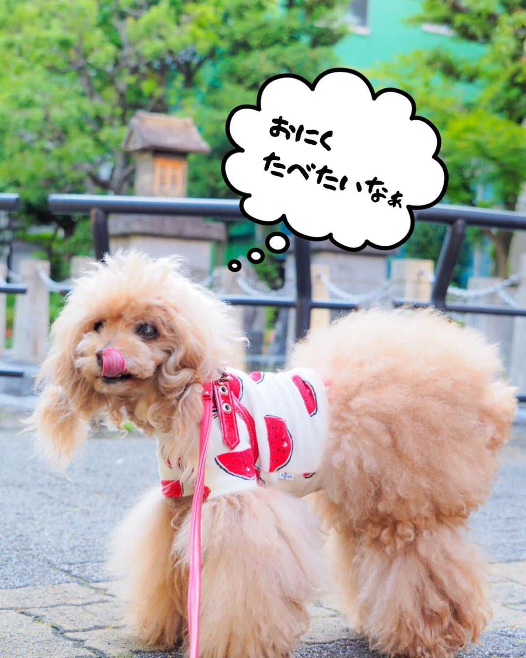 Toypoodle Mikuru?Asakusa Tokyoのインスタグラム：「20190613 Thursday. Good morning! Friends 💕 みきゅるんは エブリィ エブリタイムはらぺこ😋 フルタイムはらぺこともいう... . お散歩ちうも止まってオニク要求。 えー 今日はたっぷり朝ごはん食べてからの リハビリあさんぽなんですけど？😧 . #食欲 あるのは良いこと #元気 な証拠 #でもいい加減にして . 梅雨時期の晴れ☀️ 会社休んで、みくるとゆっくり日向ぼっこでもしたいところです🥺」