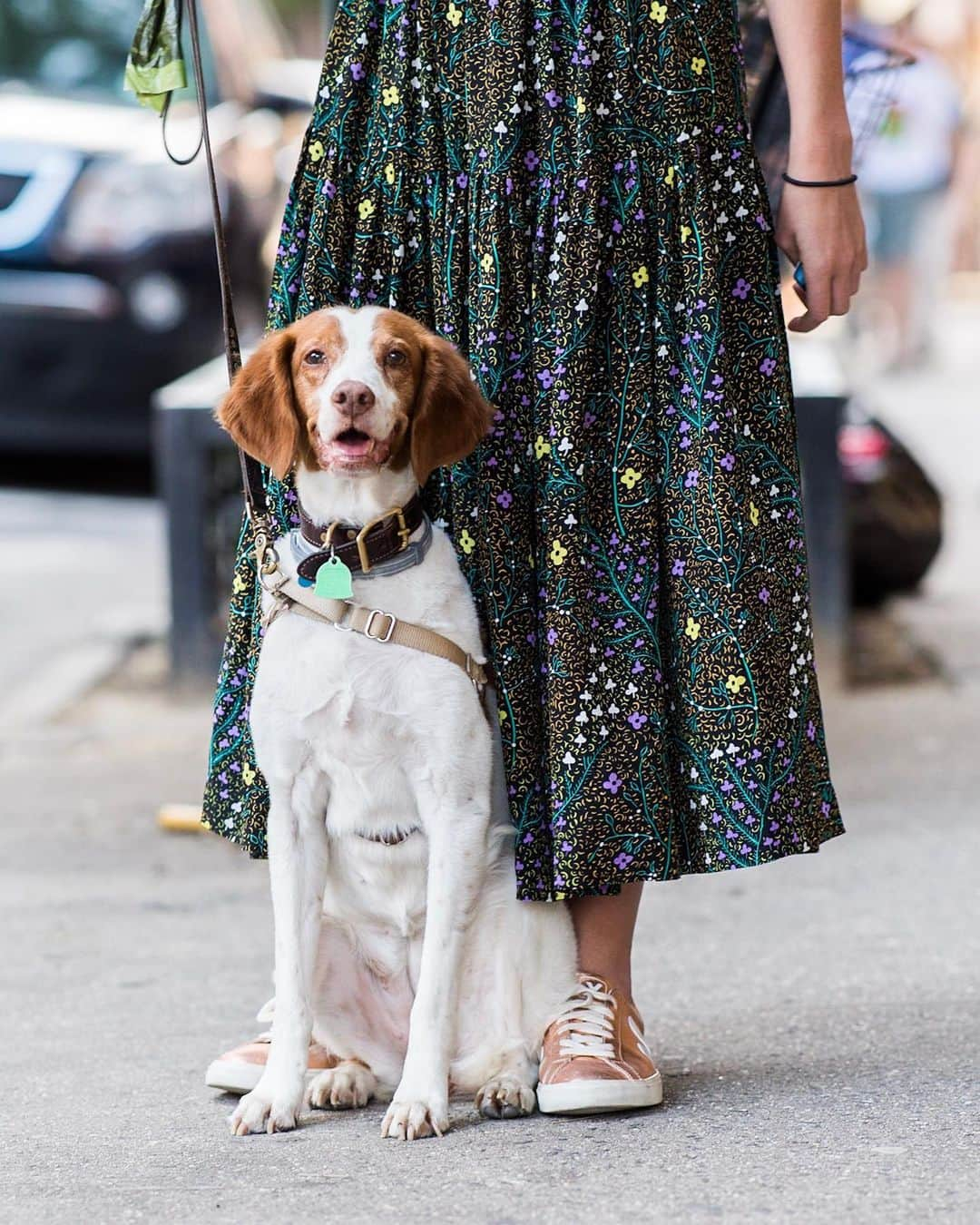 The Dogistさんのインスタグラム写真 - (The DogistInstagram)「Penny, Brittany (10 y/o), Bleecker & Christopher St., New York, NY • “She likes to sit at the table like a human. She stayed with my mother for a few months in Florida and she gained eight pounds.”」6月13日 8時14分 - thedogist