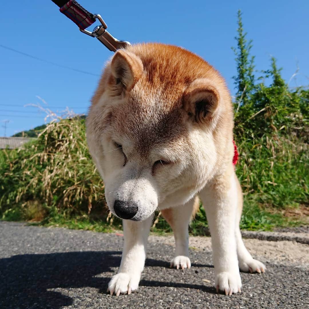 柴子さんのインスタグラム写真 - (柴子Instagram)「おはようございます！ 今朝は快晴。ちょっと暑かったね(^_^;) 柴子(仮名)さん、ノンビリ行こうね。 #柴犬　#shibainu #shibastagram」6月13日 8時41分 - senogawadogs