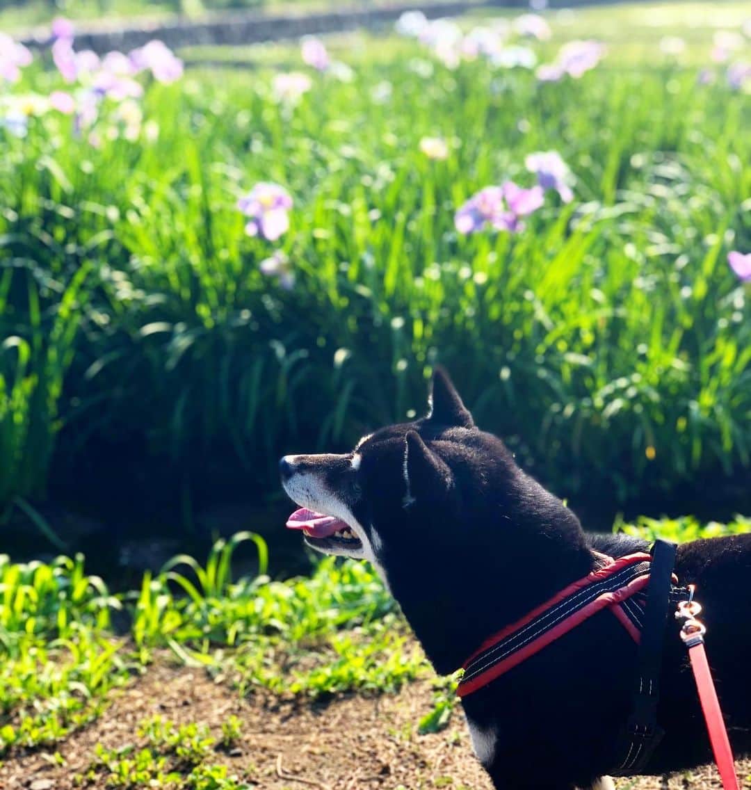 小川博永さんのインスタグラム写真 - (小川博永Instagram)「スッキリ晴れた。ハナショウブが咲いている。  #今朝まる #ししまる #dog #dogs #柴犬 #黒柴」6月13日 8時57分 - ogawahironaga