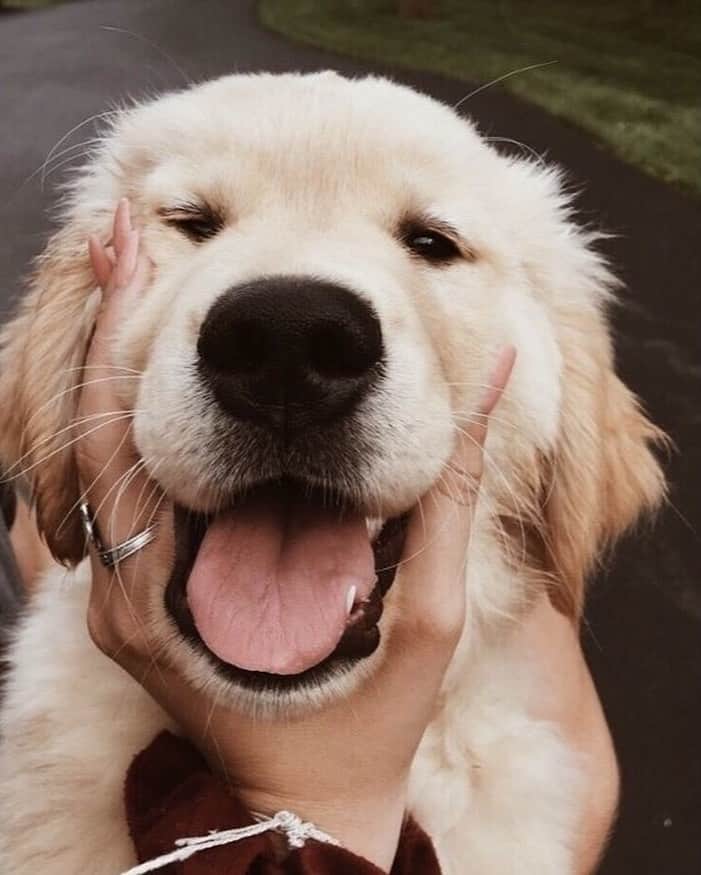 チェイサーのインスタグラム：「name a cuter face... i'll wait 🐶😍 #viapinterest #chaserbrand」