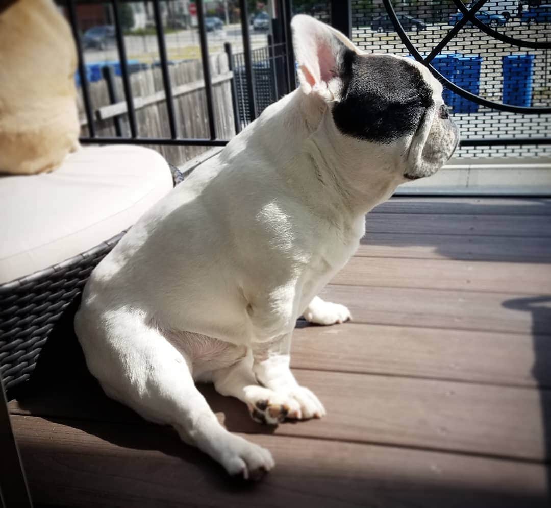 Manny The Frenchieのインスタグラム：「I have a special talent where I can fall asleep anywhere. 💤」