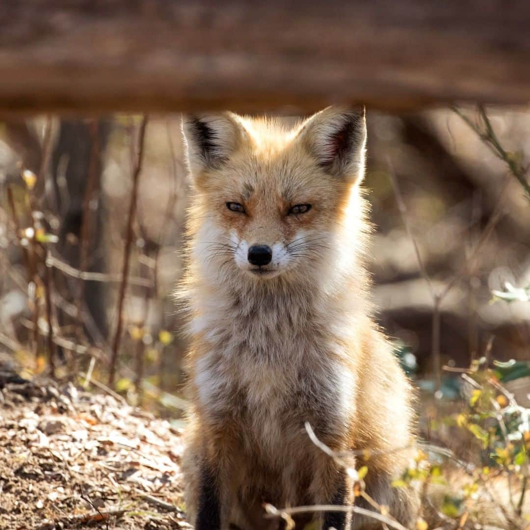 アメリカ内務省さんのインスタグラム写真 - (アメリカ内務省Instagram)「That feeling when you realize tomorrow is only Thursday.  Clever and expressive, red foxes are found throughout most of North America. Although they can survive in habitats ranging from the arctic to temperate deserts, red foxes prefer areas with a mixture of forest and fields. This adaptability means they can even thrive near urban areas in parks and golf courses, where they view humans with a cautious curiosity. This #fox at #BombayHook National #WildlifeRefuge in #Delaware seems to be interested in something. Photo by Jennifer Cross, U.S. Fish and Wildlife Service (@USFWS). #travel #wildlife #usinterior」6月13日 9時10分 - usinterior