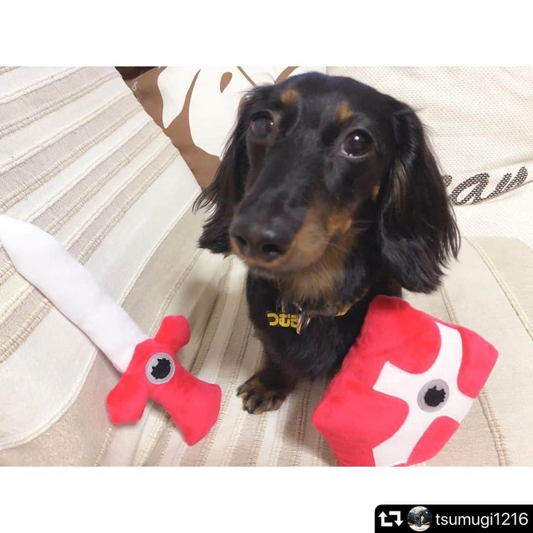 iDog&iCatのインスタグラム