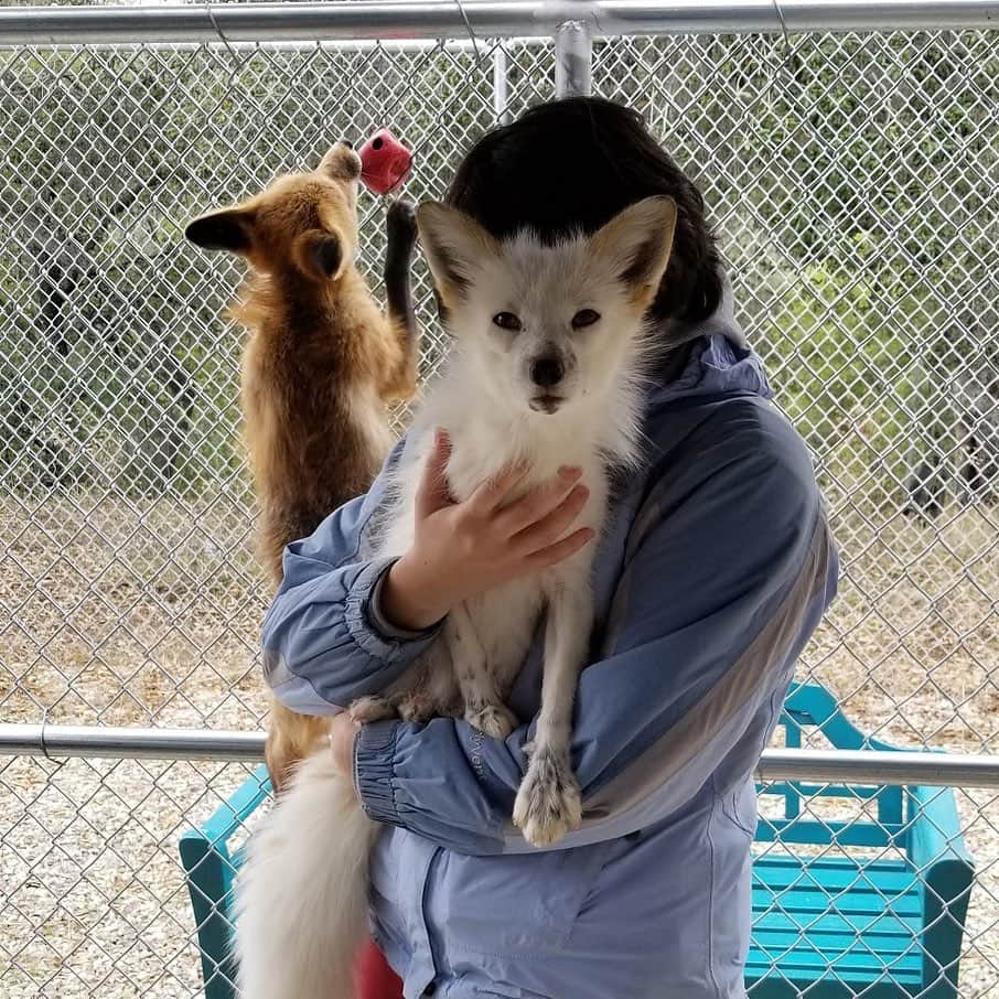 Rylaiさんのインスタグラム写真 - (RylaiInstagram)「Do foxes climb...... photo bomb by “you know who”.... Viktor!!! . This photo was taken during one of our encounters... you can schedule your encounter with the Russians at www.jabcecc.org . #foxclimbing #foxesofig #foxesofinstagram #maksa #princessfox #foxqueen #photobomb #lovefoxes #jabcecc #siberiancupcakes #canidconservation #julian #sandiego #sd #socal #sandiegoevents #sandiegodogs #sandiegolife #supportlocal #animals #animalsco #animallovers」6月13日 9時45分 - jabcecc