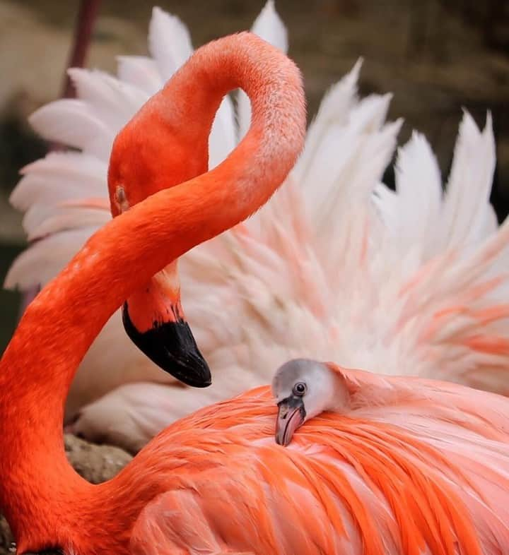 San Diego Zooさんのインスタグラム写真 - (San Diego ZooInstagram)「It's chick season on Front Street! Keep your eyes peeled for our fluffy new greeters. 💕 #flamingofloofs #cutechicks #prettynpink #birdstagram #sandiegozoo 📷 Liz Sauer」6月13日 9時56分 - sandiegozoo