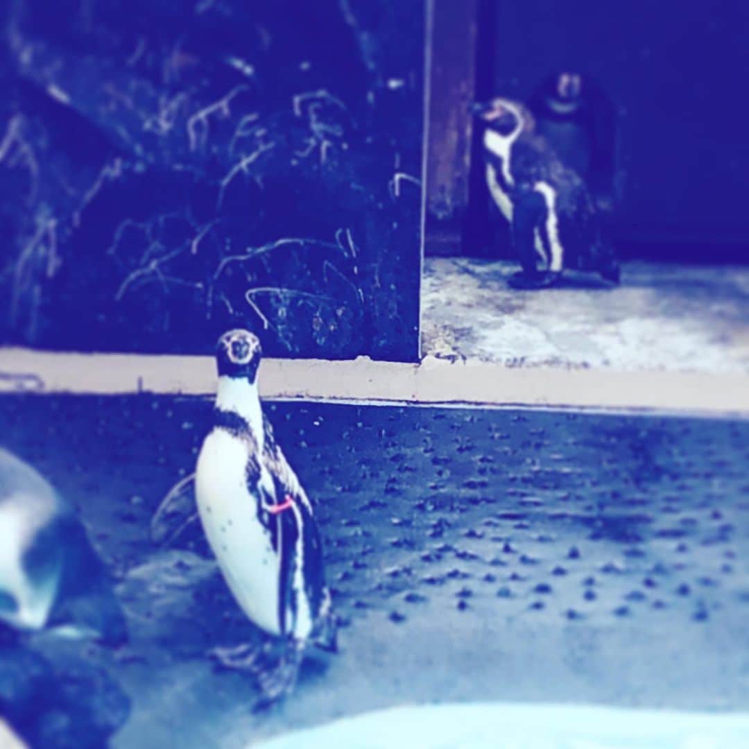 中野敬久さんのインスタグラム写真 - (中野敬久Instagram)「#ん #呼んだ #ペンギン #penguin #didyoujustcallme #aquarium」6月13日 9時49分 - hirohisanakano