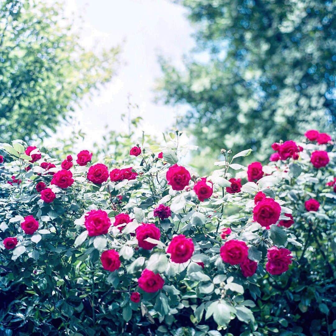 ゆうゆのインスタグラム：「2019.06.13 ﻿﻿﻿﻿﻿﻿ ﻿﻿﻿﻿﻿﻿ gᵒᵒᒄ  ᔿᵒʳᐢⁱᐢg *⿻｡* . ﻿﻿﻿ ﻿﻿﻿﻿﻿﻿ ﻿﻿﻿﻿﻿﻿﻿ 初めてのSeoulは﻿ 薔薇の花がたくさん咲いていました🌹﻿ ﻿ 歩きながら撮ったので﻿ #ピントが迷子 だけどっ^^;﻿ ﻿ ﻿ ﻿﻿﻿ _____________________________________________*⿻｡* . ✈︎﻿﻿﻿﻿﻿﻿ _________________﻿﻿﻿﻿﻿﻿ ﻿﻿﻿﻿ ﻿﻿﻿﻿ #yuyu_korea ﻿﻿ #暮らすように旅をする﻿﻿﻿﻿﻿﻿﻿ #rolleiflex28f﻿﻿﻿﻿﻿﻿﻿ #ローライ会﻿﻿﻿﻿﻿﻿﻿ #korea﻿﻿ #Seoul﻿ #期限切れフィルム﻿ #필름﻿﻿﻿ #필름카메라﻿ #500miles_hpc﻿ #はなまっぷ」