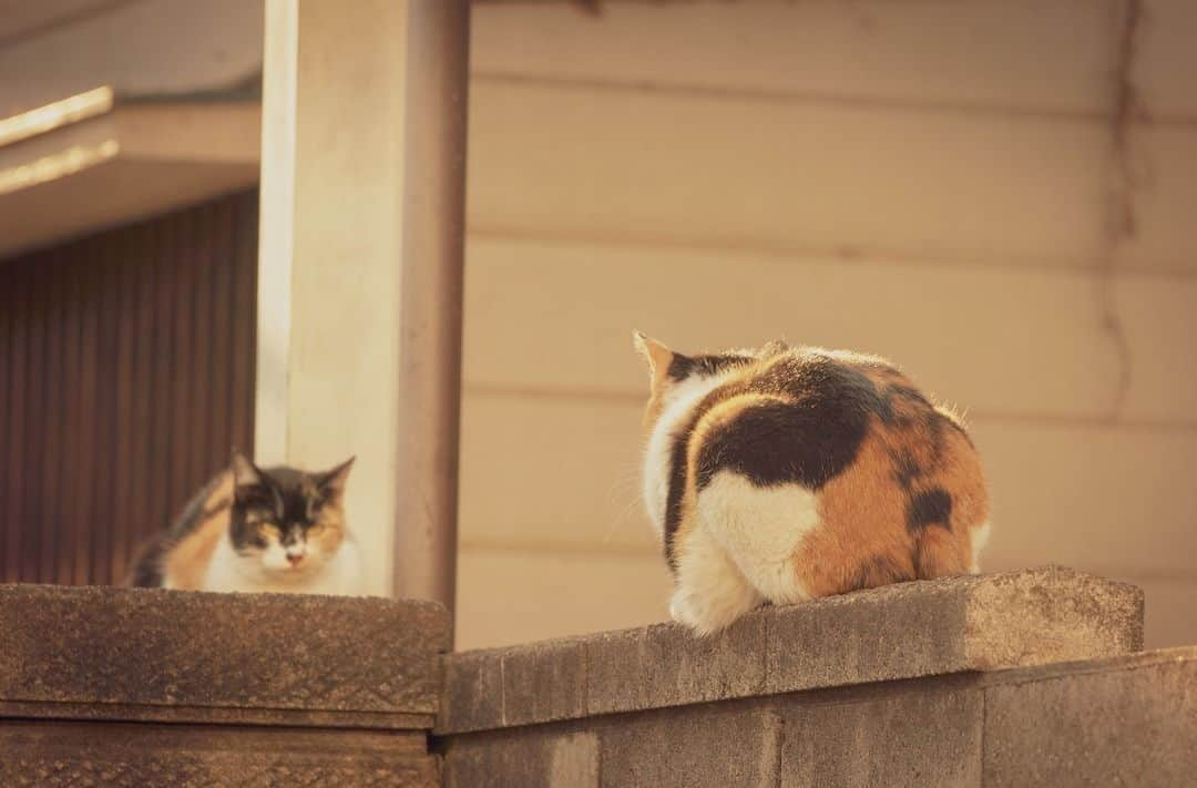 NEKOくらぶさんのインスタグラム写真 - (NEKOくらぶInstagram)「|| 鏡⁉️⠀ *⠀ Facebookから、Asano Yuukiさんの作品ですにゃ（＝ΦωΦ＝）⠀ *⠀ 投稿いただいたURL⠀ https://www.facebook.com/photo.php?fbid=873547526332213⠀ *⠀ いいね！＆コメント大歓迎！！⠀ *⠀ #nekoclub #NEKOくらぶ #Japan #Photo #写真 #日本 #cat #ネコ #ねこ #猫 ⠀ Follow: @nekoclub_jpn⠀ *⠀ ▼【廣済堂出版共同企画】NEKOくらぶの皆さまとつくる「NEKOくらぶ写真集」、発売中♪（＝ΦωΦ＝）⠀ ※詳細は本アカウント「 @nekoclub_jpn 」のプロフィールに固定しているハイライトから」6月13日 10時00分 - nekoclub_jpn