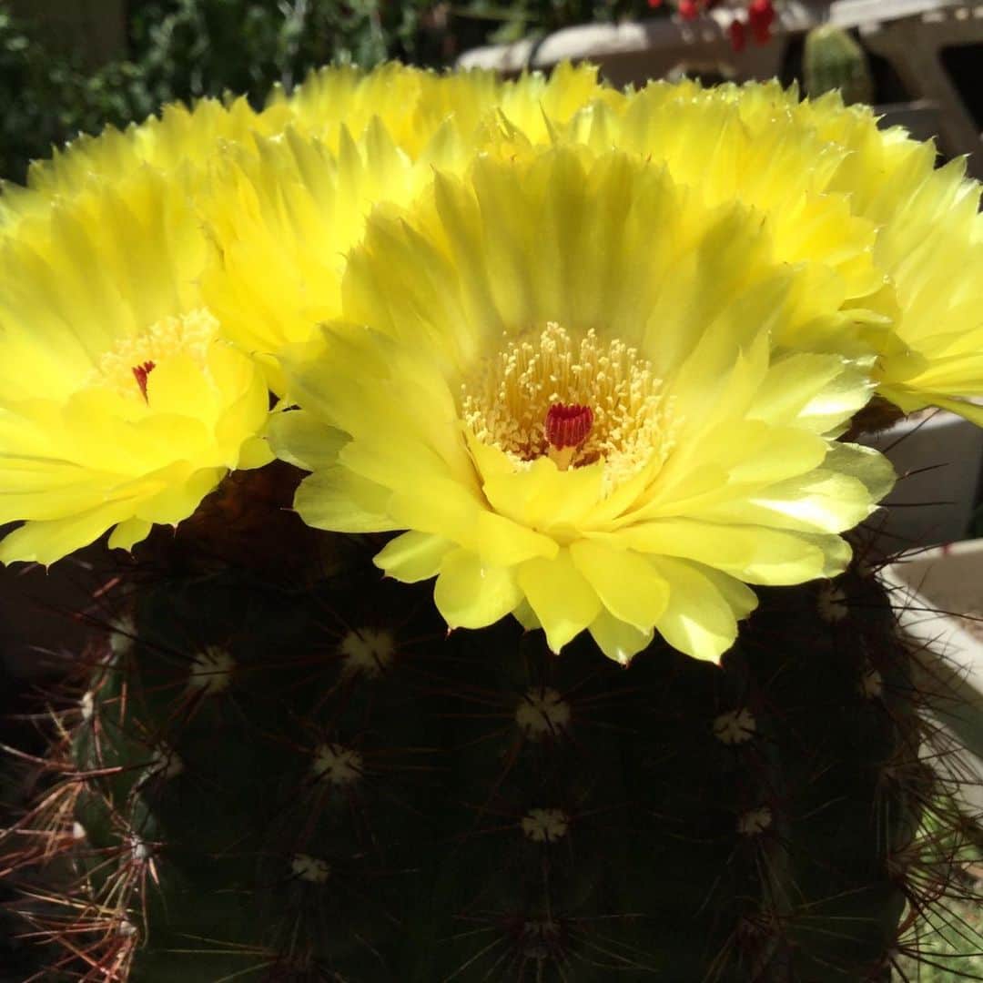 鈴木渉さんのインスタグラム写真 - (鈴木渉Instagram)「実家の父からのメール、一度は蕾が閉じたのに満開に開いたサボテンが万華鏡状態！そして花束のよう！！ 見に行きたいけど今日は元気にレコーディングやってまーす  #cactusflower  #花束のかわりにメロディーを」6月13日 15時50分 - watarumble0223
