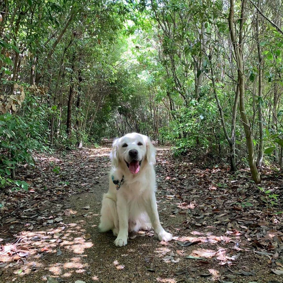 P太郎ママさんのインスタグラム写真 - (P太郎ママInstagram)「となりのトットロ〜トトロ〜♪ #ゴールデンレトリバー  #goldenretriever  だだ地方、梅雨の晴れ間ー。 洗濯は今日のうちにーとか天気予報が言っとったけど。 洗濯機は、やる気があれば何度でも回せるけどさ。 干す場所が広がらん限り意味がない。 シーツもカバーも敷き物も… どこに干すよ？」6月13日 15時51分 - ptarodada