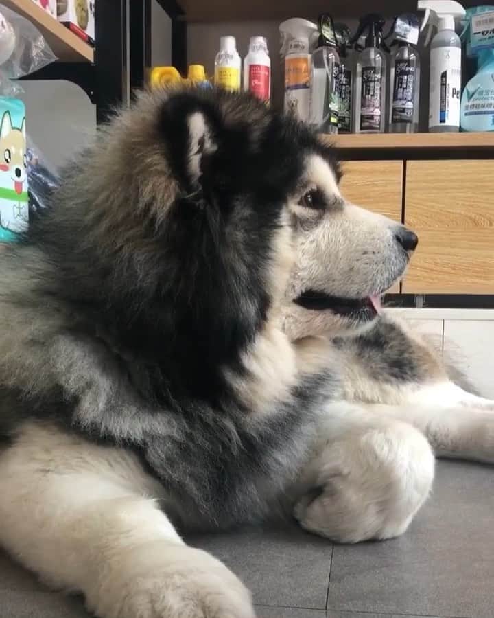 husky and malamuteのインスタグラム：「When does mom go home from work?  I am very lonely.😕😕😕」