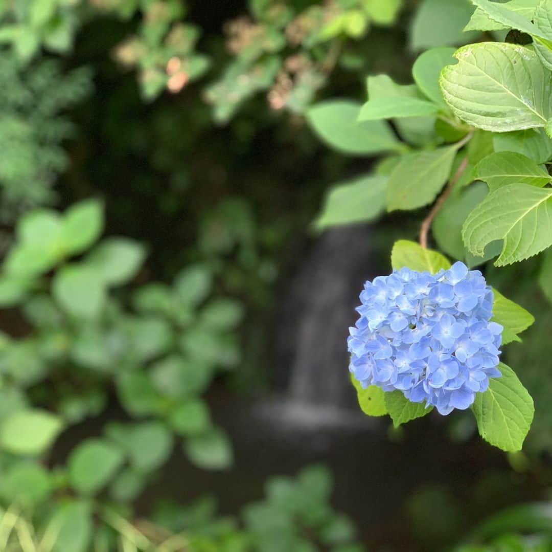 瑞羽奏都（水谷美月）さんのインスタグラム写真 - (瑞羽奏都（水谷美月）Instagram)「鎌倉の紫陽花の名所のもう一つ、明月院へも行ってきました！！ ここで見られるあじさいは「明月院ブルー」と呼ばれ、吸い込まれそうなほど澄んだきれいな青い色が特徴とのことですが、まさに！！でした✨ 山門下の正面参道の明月院ブルーの紫陽花花道は、圧巻でした！！ 方丈と称される本堂にあつらえられた円窓も、明月院の見どころでそこもしっかりと👍 行く時間がちょっと遅くて本堂裏庭園に入れなかったのが残念😅 拝観時間の1時間前には入れなくなってしまうので、これから行く方は時間のチェックをお忘れなく！！ あと、可愛い顔ハメ見つけたので、ちゃっかりやりましたよね(笑)  #紫陽花 #あじさい #鎌倉 #明月院 #明月院ブルー  #丸窓」6月13日 10時39分 - mizuki.m_mizuha