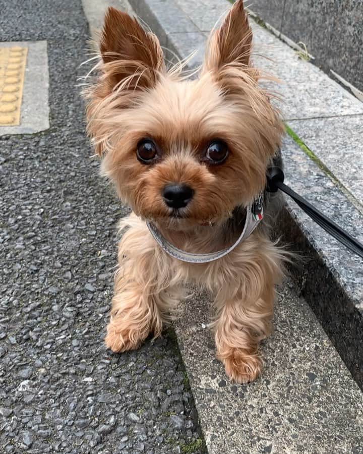 のインスタグラム：「ㅤㅤㅤㅤㅤㅤㅤㅤㅤㅤㅤㅤㅤ 🐶💬 this is how I go for a walk these days🐾 最近のあたしのお散歩は3歩進んで立ち止まる事5分だよ🐾 ㅤㅤㅤㅤㅤㅤㅤㅤㅤㅤㅤㅤㅤ ㅤㅤㅤㅤㅤㅤㅤㅤㅤㅤㅤㅤㅤ 道で駄々をこねて座り込みしている子供に、あのワンちゃん赤ちゃんみたい〜😂って笑われて、子供はご機嫌治ってスタスタ歩いて行きました。 反抗期の子供より強烈なルビーの自己主張。 『うちの子、わがままで』『反抗期で大変なの』『魔の2歳児っていうやつ』と言う友人達の話を聞いていると、ルビたんより可愛いもんだよ、って思ってしまいます😆  #yorkie #ヨーキー #yorkshireterrier #ヨークシャテリア」