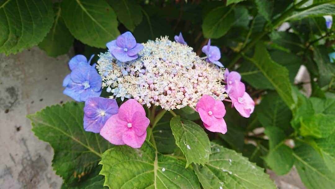 桜花さんのインスタグラム写真 - (桜花Instagram)「おはようございマウンテン🗻☀️ 本日もナイスな１日にいたしましょ✨  カラフル紫陽花🌷  何だかファンタジックでわくわく😃💕 #おはようございマウンテン #おはよう  #goodmorning #紫陽花  #ajisai  #colourful  #カラフル  #グラデーション #花  #flowers  #flower」6月13日 10時36分 - mountainohka