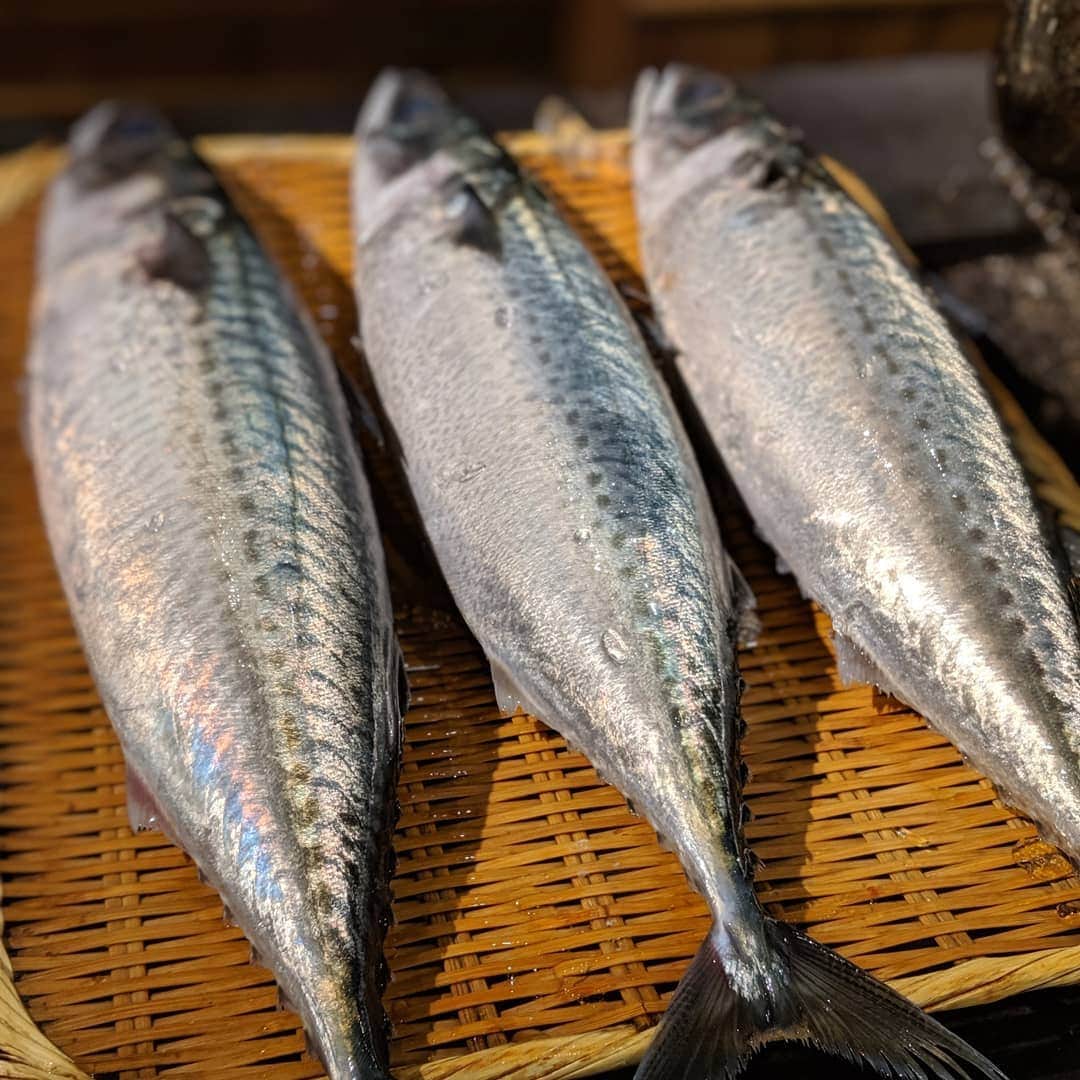 天本正通 さんのインスタグラム写真 - (天本正通 Instagram)「ひらごま鯖。 真鯖と、ごま鯖の間の子。 和歌山県箕島  市場にはわずかに出回る、あまり知られてませんが、味は最高です。炙って半生で食べるのが美味しいですね。」6月13日 10時43分 - masamichiamamoto