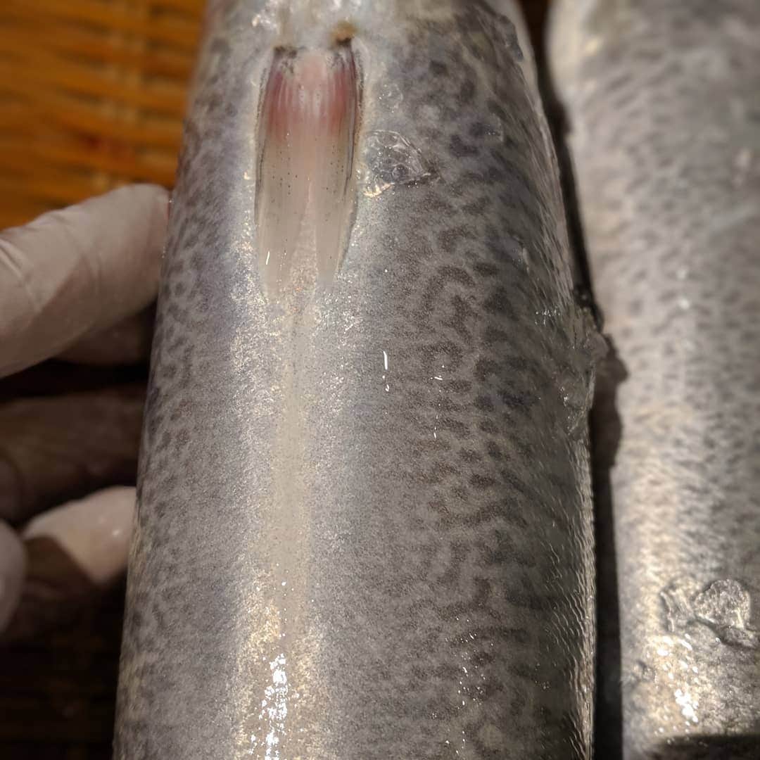 天本正通 さんのインスタグラム写真 - (天本正通 Instagram)「ひらごま鯖。 真鯖と、ごま鯖の間の子。 和歌山県箕島  市場にはわずかに出回る、あまり知られてませんが、味は最高です。炙って半生で食べるのが美味しいですね。」6月13日 10時43分 - masamichiamamoto