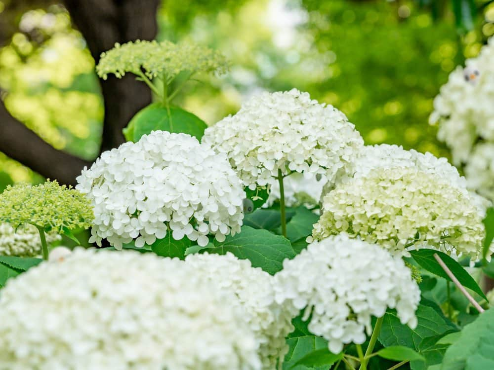 ざっくぅ 公式Instagramさんのインスタグラム写真 - (ざっくぅ 公式InstagramInstagram)「6月の花といえば、紫陽花。 今日は紫陽花でかくれんぼ❗️ 3匹のざっくぅ、見つけられるかな❓ ・ ざっくぅ公式サイトでも掲載中❗ 正解は6月18日に公式サイトで発表します♪ https://bit.ly/2I4zXVz ・ #雨 #かくれんぼ #見つけられるかな #難しい #どこかな #見つけた #紫陽花 #初夏 #お花 #育てやすい #花 #白い #あじさい #花言葉 #寛容 #他にも色々 #ざっくぅ写真部 #ざっくぅ #jcom #ざっくぅ大好き」6月13日 11時00分 - zaq_official