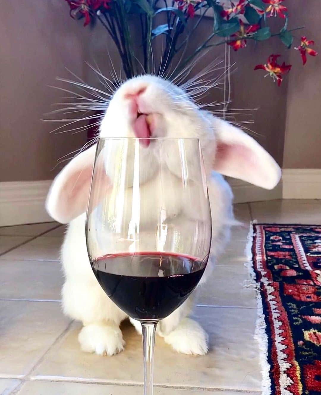 Cosmopolitanさんのインスタグラム写真 - (CosmopolitanInstagram)「Me the second I get home from work 🍷 🐰  #rg @blancobun」6月13日 11時46分 - cosmopolitan