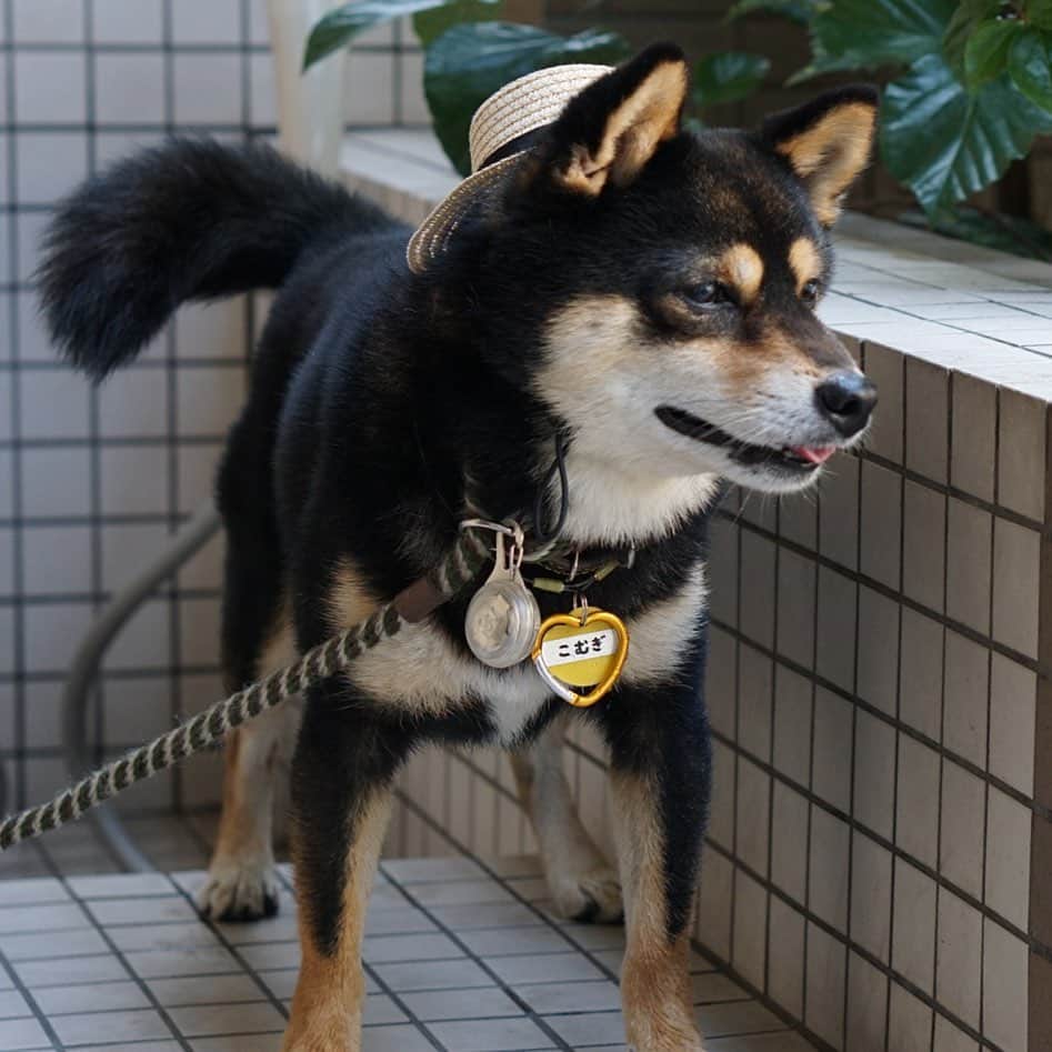 黒豆柴こむぎさんのインスタグラム写真 - (黒豆柴こむぎInstagram)「今日も麦わら帽子が似合う良いお天気だよ☀️2019.6.13  #麦わら帽子 #3COINS #スリコ #黒豆柴こむぎ #黒豆柴 #豆柴 #黒柴 #柴犬 #柴 #まめしば #しばいぬ #しば #mameshiba #kuroshiba #shibainu #shiba #shibalove #shibalovers #shibastagram #shiba_snap #shibasofinstagram #ふわもこ部 #pecoいぬ部 #いぬら部 #proudshibas #thedailyshibainu #ここ柴部 #いぬのきもち #todayswanko」6月13日 12時32分 - komugi_1207