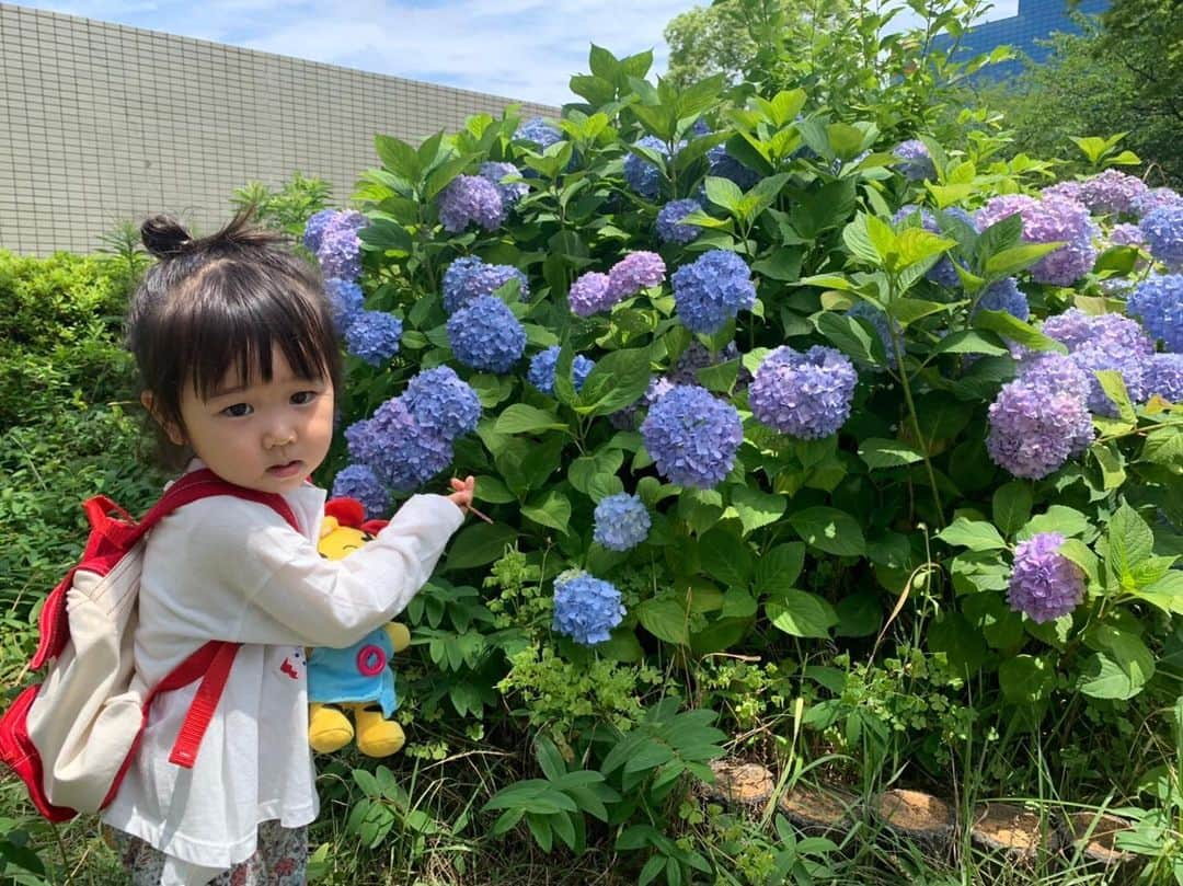 のインスタグラム：「紫陽花きれい🥺❤️ はなちゃんが届いてから 目覚めた瞬間から寝落ちするまで ひと時も離れません（笑）  おかげさまで 一週間しかたってないのに5年ほど使ったんちゃうかというくらいの年期入ってます😂❤️ #紫陽花 #扇町公園 #2歳児」