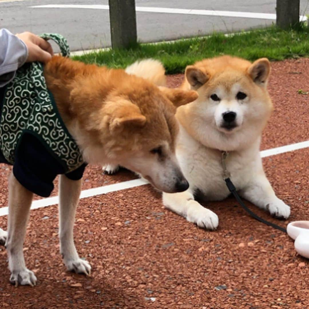 いなりさんのインスタグラム写真 - (いなりInstagram)「昨日、ライくんを幼稚園に送ってからお散歩へ行ったら、見慣れない柴犬を発見！急ぎ足で近付いてくと @shiba.sakura のケンシロウくんとママだった♡ ☆。.:＊・゜ ケンシロウくん触らせてもらっちゃった♡ビックリさせてごめんね♡ 今度からは大きな声で『触るよ〜♡』って言うね!!(･ω<)☆ ☆。.:＊・゜ #いなりがでかく見えるけど #ケンシロウくんが小さいだけ #大柄女シーバと小柄男シーバ #いなちゃん換毛期でカオナシ風 #柴 #しば #しばいぬ #日本犬 #いぬバカ部 #犬#shiba #shibainu  #shibadog #shibarbucks #shibastagram #japanesedog」6月13日 14時09分 - shibainuinari