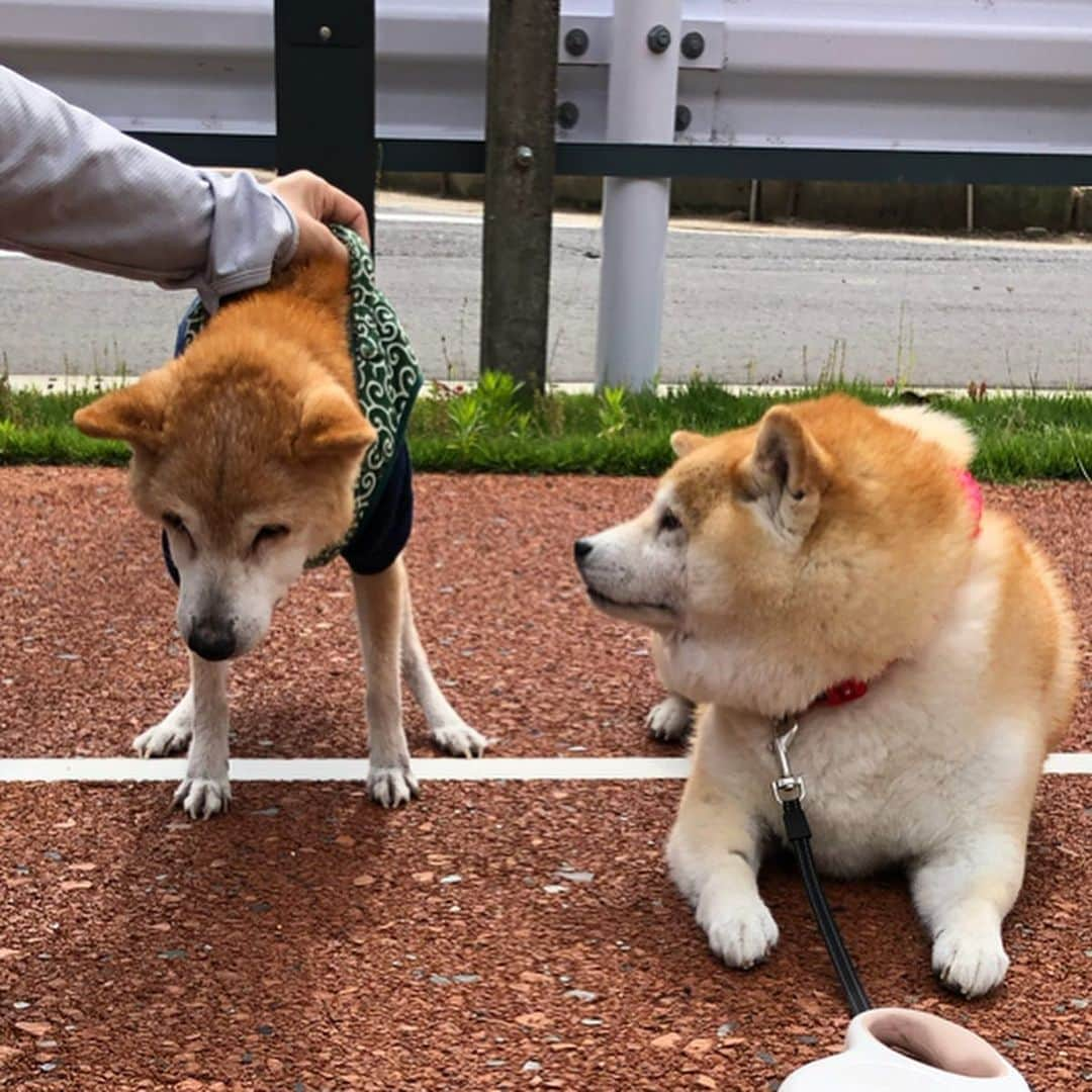 いなりさんのインスタグラム写真 - (いなりInstagram)「昨日、ライくんを幼稚園に送ってからお散歩へ行ったら、見慣れない柴犬を発見！急ぎ足で近付いてくと @shiba.sakura のケンシロウくんとママだった♡ ☆。.:＊・゜ ケンシロウくん触らせてもらっちゃった♡ビックリさせてごめんね♡ 今度からは大きな声で『触るよ〜♡』って言うね!!(･ω<)☆ ☆。.:＊・゜ #いなりがでかく見えるけど #ケンシロウくんが小さいだけ #大柄女シーバと小柄男シーバ #いなちゃん換毛期でカオナシ風 #柴 #しば #しばいぬ #日本犬 #いぬバカ部 #犬#shiba #shibainu  #shibadog #shibarbucks #shibastagram #japanesedog」6月13日 14時09分 - shibainuinari