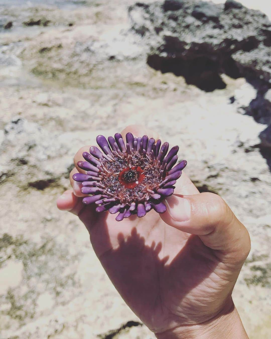 関川良さんのインスタグラム写真 - (関川良Instagram)「Sea Flower 🌸  #Hawaii」6月13日 14時03分 - ryosekikawa