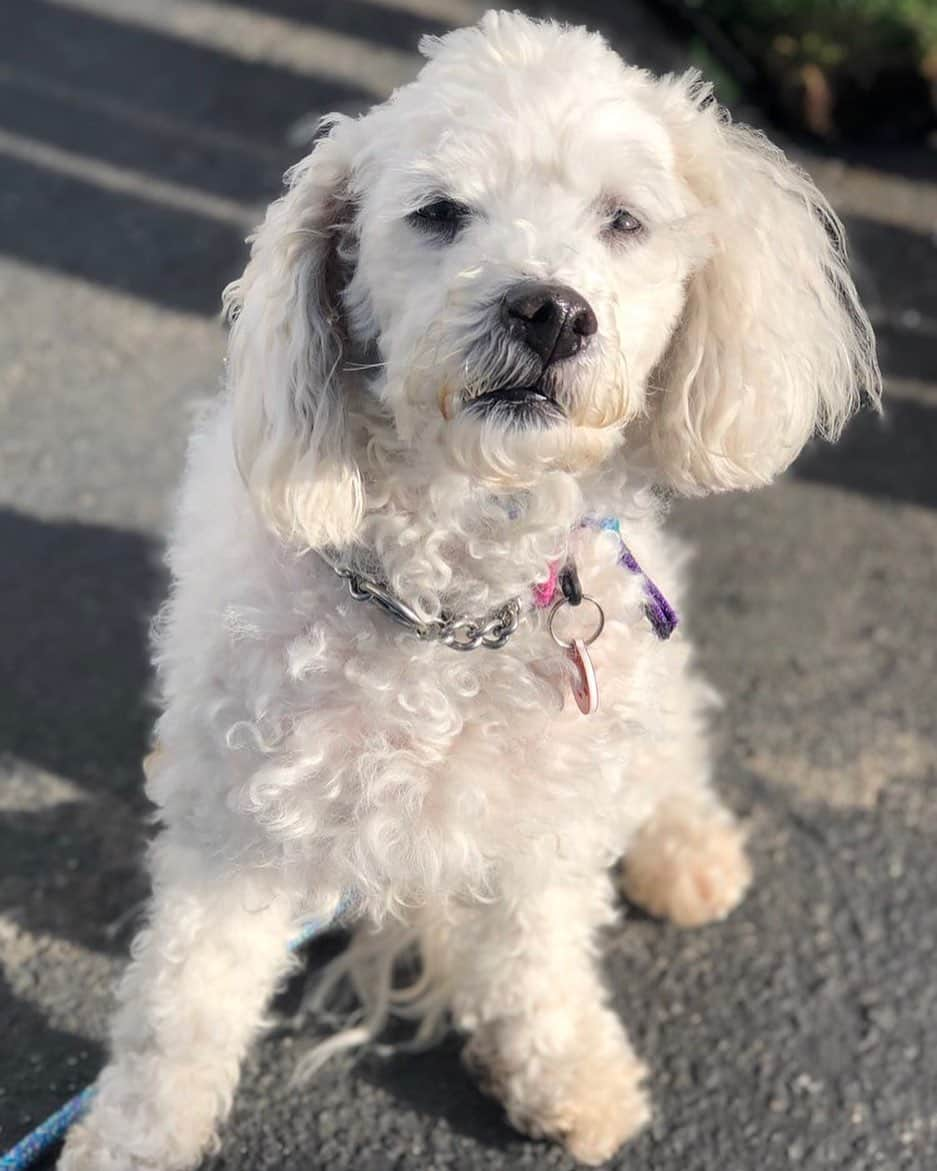 ジュディ・グリアさんのインスタグラム写真 - (ジュディ・グリアInstagram)「Meet Peluchita! Her name means "little stuffed animal" in Spanish, and what more fitting name could you give a dog who looks like Peluchita! She is as sweet as she looks, and this 9 year old, 17 pound darling is looking for a family to call her very own. She can be timid at first, but she warms up to you quickly. Peluchita is loving, affectionate and adores humans. She plays well with other dogs and enjoys spending time with her fluffy friends in playgroup! Learn more about Peluchita and apply to #adopt her at WagsandWalks.org. @wagsandwalks  #adoptdontshop #bringinghappinesshome #rescuesofinstagram #peluchita」6月14日 0時58分 - missjudygreer