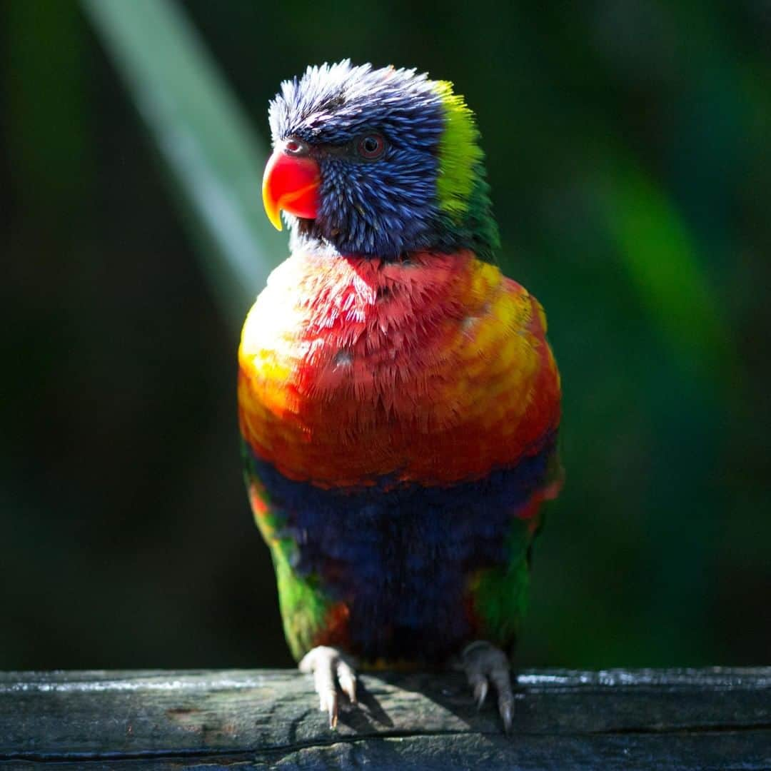 アニマルプラネットさんのインスタグラム写真 - (アニマルプラネットInstagram)「Lorikeets devote 70% of their day to eating. Finally, a bird we can relate too! Jokes aside, this bird feeds by preening (licking) its feathers. If the nectar stuck to its feathers starts to ferment, it can get DRUNK! . . . . . . . #animalplanetupclose #animalsofinstagram #animalplanet #animaloftheday #wild #wildlife #outdoors #animals #wildanimals #conservation #nature #animallovers #instanature #wildgeography #bird #birdsofig #lorikeet」6月14日 1時00分 - animalplanet