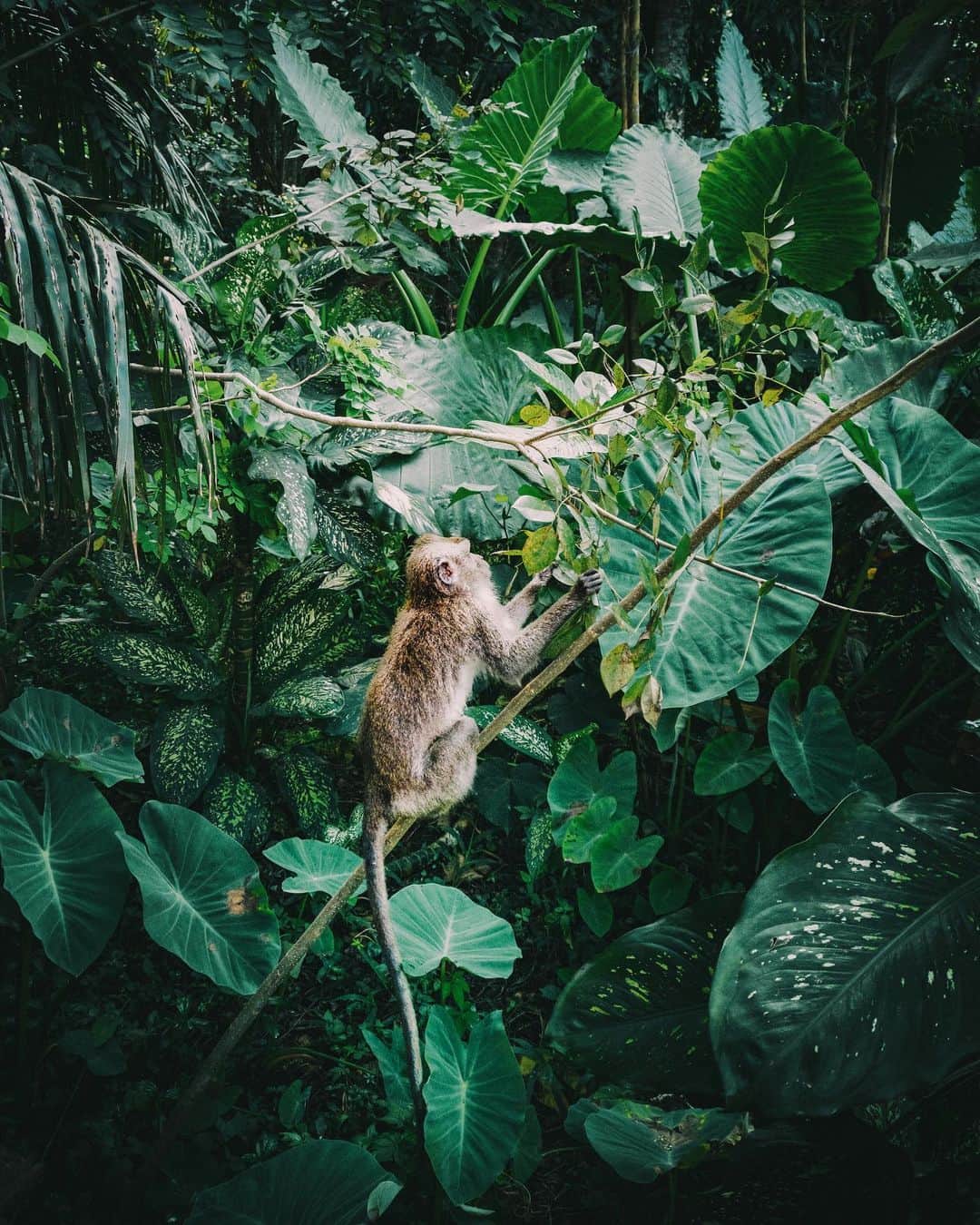 リリー＝ローズ・メロディのインスタグラム：「Sneaky Monkey 🐒 #lilyinbali」