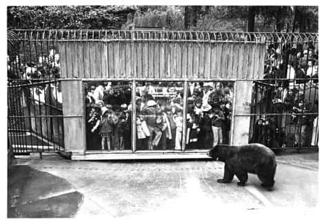 スミソニアン国立動物園さんのインスタグラム写真 - (スミソニアン国立動物園Instagram)「🐻🔥 From 1950 to 1976, the real Smokey Bear lived at the Smithsonian's National Zoo. To this day, he is one of our most famous residents!  The beloved character lives on through the Smokey Bear Wildfire Prevention campaign, which launched in 1944. His message—“Only You Can Prevent Wildfires”—is as relevant as ever today. 📸 Don't miss our new Smokey Bear exhibit during your next visit: https://s.si.edu/2VPXDAY. #ThrowbackThursday #SmokeyBear75」6月13日 23時30分 - smithsonianzoo