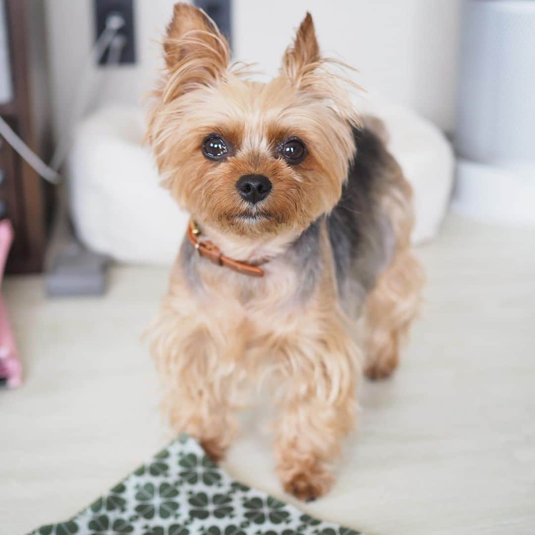 のインスタグラム：「👀 . Ruby looks at me with these eyes to get some treats... who can say No to her 😅  オヤツちょうだいってすっごい目ヂカラで床に置いたカメラ見つめるから、撮ってあげたのです。シャッター押したらオヤツ、って約束しているからね。ルビーの思う壺😂 さすがルビたん。何でも思い通りにしちゃうんだから💕 #yorkie #ヨーキー #yorkshireterrier #ヨークシャテリア」