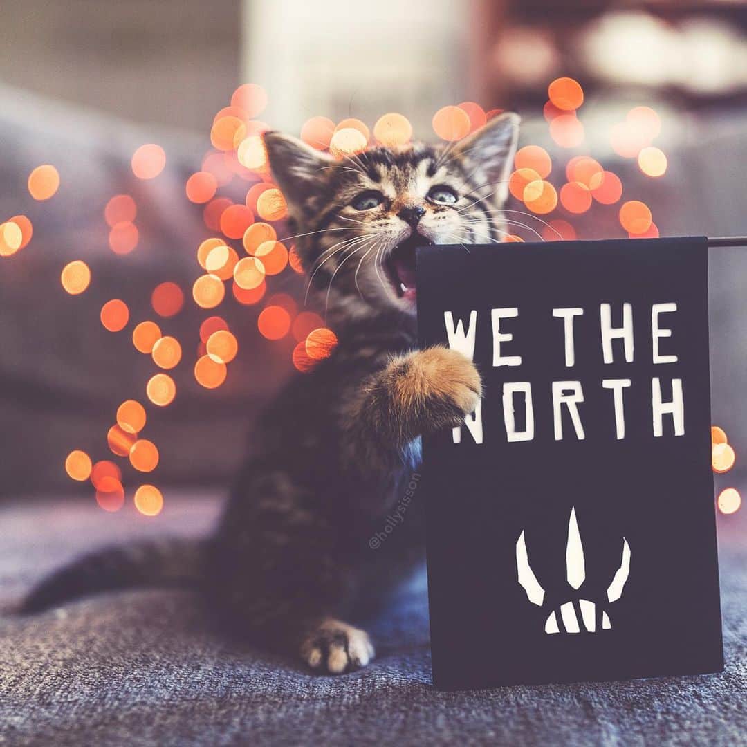 Holly Sissonのインスタグラム：「We have a new @raptors fan! 🤣🐱 #torontoraptorsfan #kitten #wethenorth #torontoraptors (See more of Emma on @pitterpatterfurryfeet) ~ Canon 1D X MkII + 35 f1.4L II @ f1.4  See my bio for full camera equipment information plus info on how I process my images. 😊」