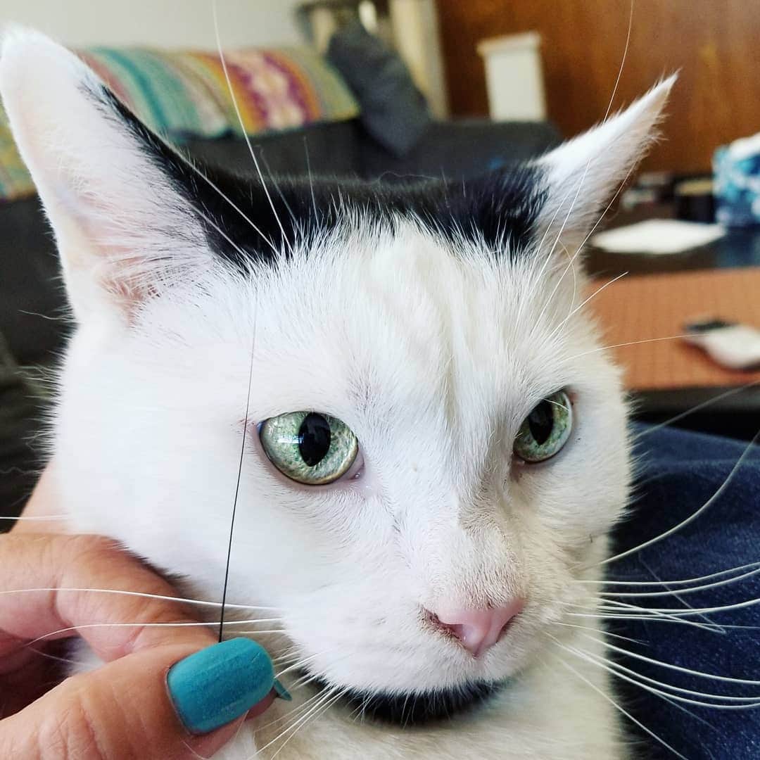 Garyさんのインスタグラム写真 - (GaryInstagram)「So last night when I posted about the black whisker it was still attached. When I gave him his pills this morning it was gone. At least he has the decency to look embarrassed. I found it in the hammock that he sleeps in. So the black whisker is now fight club. I have not counted the black whiskers yet so I'll answer this weekend, but now I have two in my whisker jar. #damnyougustopher」6月14日 0時05分 - omgdeedee