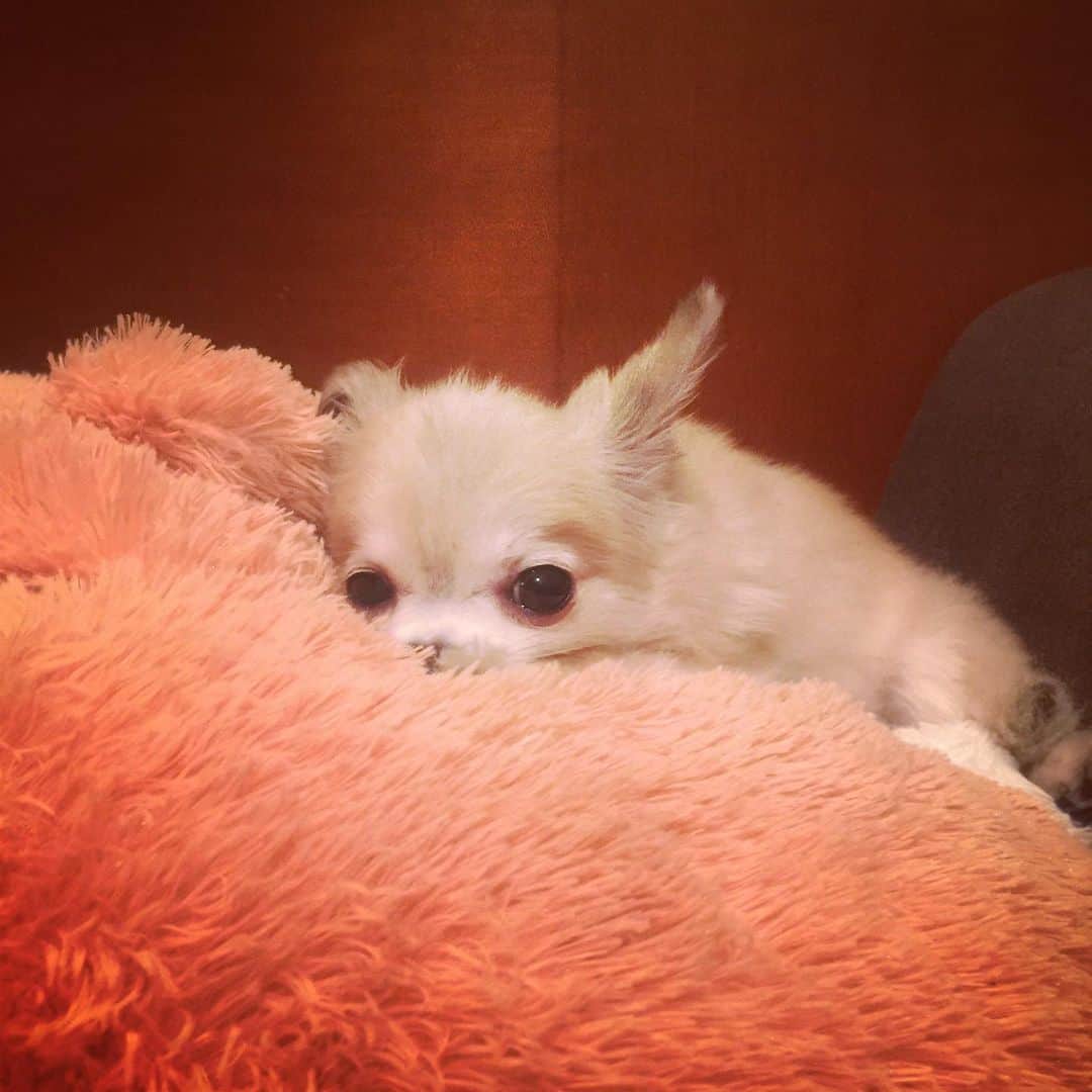 橋本塁さんのインスタグラム写真 - (橋本塁Instagram)「おネム ポルカ  #ポルカ #polka #dog #chihuahua #チワワ」6月14日 0時07分 - ruihashimoto