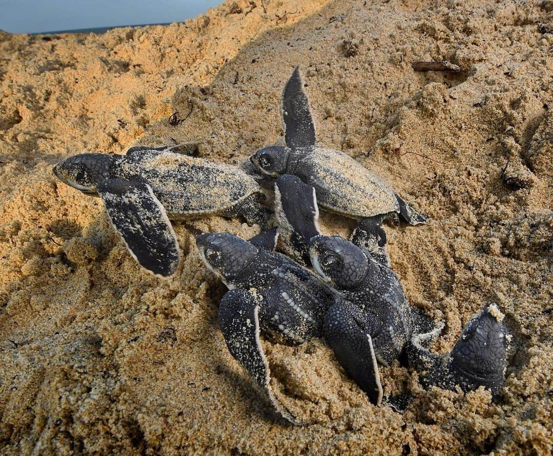 Thomas Peschakさんのインスタグラム写真 - (Thomas PeschakInstagram)「Leatherback sea turtle hatchlings emerge from a nest, dug in the sands of Trinidad’s Matura beach ca. sixty days ago. Hours before this moment, while still underground, the young turtles worked together, frantically digging away at the roof and walls of the nest, riding an elevator of sand upwards. Unlike other species, leatherbacks arrive just below the surface and will wait for up to one hour, with just the tip of their heads exposed. Then, as if by some invisible cue, the hatchlings resume digging and as the last layer of sand crumbles, a torrent of baby turtles boils out of the nest and scrambles for the ocean. Shot on assignment for @NatGeo working with the incredible local conservation group @natureseekerstt #matura #trinidad #seaturtle #worldseaturtleday」6月14日 0時07分 - thomaspeschak