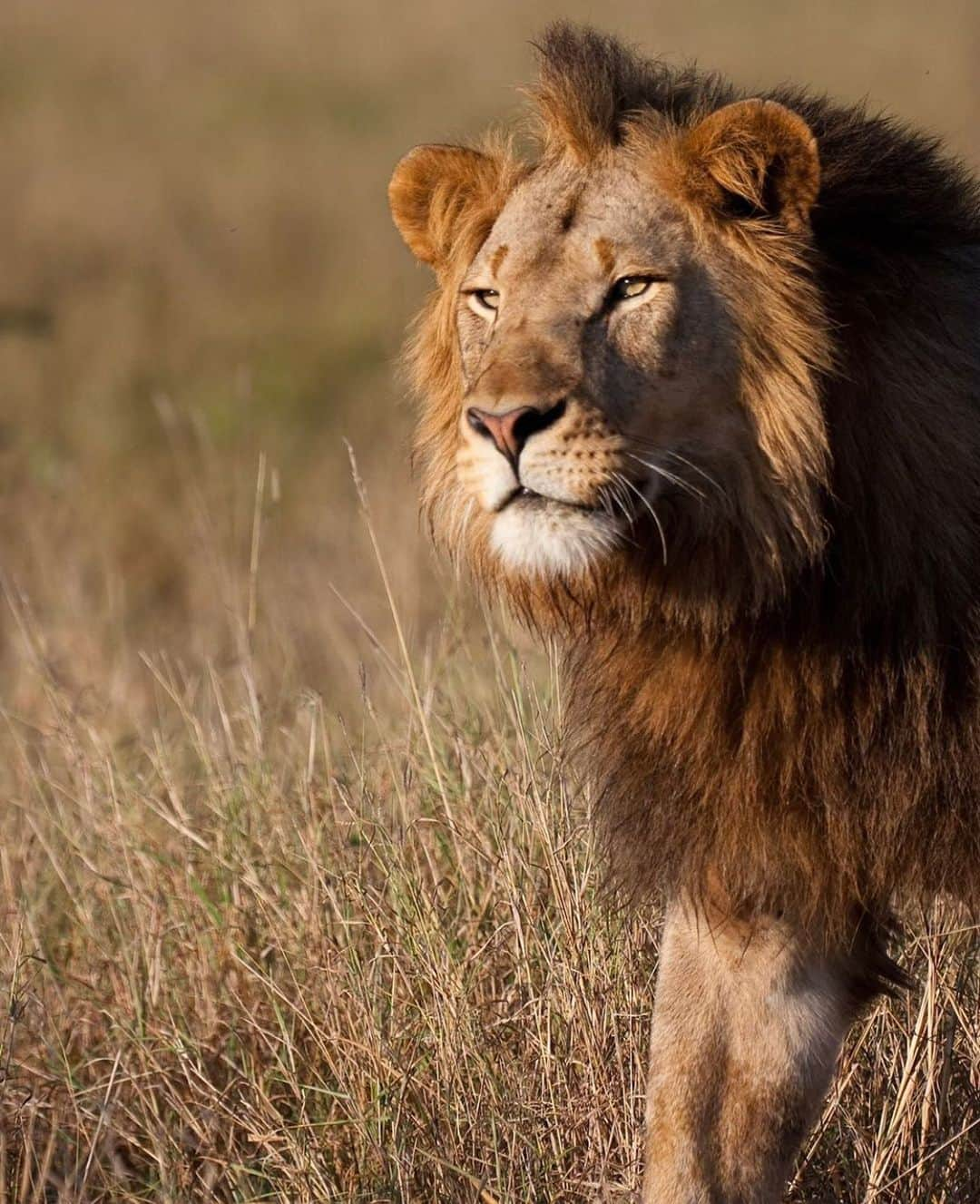 レオナルド・ディカプリオさんのインスタグラム写真 - (レオナルド・ディカプリオInstagram)「#Regram #RG @lionrecovery: The Makame Wildlife Management Area in northern Tanzania is rich with the Maasai culture and abundant with wildlife. But living alongside lions is not easy and creates many challenges for traditional pastoralists to keep their livestock safe. LRF Director @petelindseyafrica recently made a trip to this area to visit our partner @honeyguide_tz to see how they are tackling these issues. Click the link in our bio to learn why we're hopeful this area will become critically important for wildlife. Photo: @jackdswenson #lions #lionrecovery #tanzania #conservation #wildlife #bigcatsofinstagram」6月14日 0時20分 - leonardodicaprio