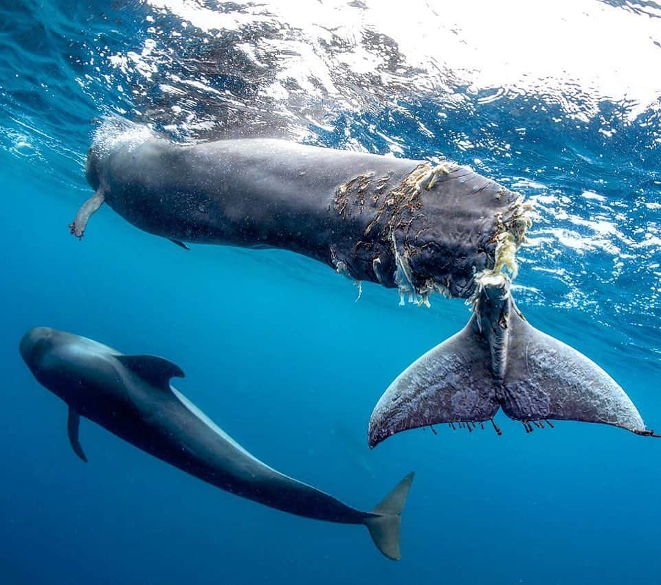 のインスタグラム：「Repost from @savethereef ⚠WARNING GRAPHIC IMAGES⚠ Tonight we premiere our @savethereef documentary as people must see how urgent it is that we take better care of our marine life and oceans. This horrific image of a pilot whale that had its tail mostly chopped off by a boat propeller off the coast of the Canary Islands should be a wake up call. Our marine life and oceans are suffering due to our carelessness and greed — we MUST CHANGE or face catastrophic consequences all within the next few years. Was this whale hit by a ship, a ferry or a pleasure boat? We will never know, but we have seen too many boats traveling at high speed through sensitive wildlife corridors. Only three people were there to hear the shrilling calls of pain and fear of this young whale. The photographer, the marine biologist and the wildlife veterinarian who were called to the scene were not able to help an animal with such a severe injury. All they could do was pull it out of the water and, with the kind of sorrow that can only be understood by people with enough empathy to do what they had to do, sedated it until it died. Sparing more unnecessary suffering to an animal with no chance of recovery was what they had to do. What the rest of us need to do is to become more engaged and care for our wildlife, oceans and limits is very difficult but it all begins with awareness and public pressure; the kind that demands that the voices of millions of people are heard. As angry and sad as this photo makes us, we are also extremely motivated to do something about it. We hope our @savethereef documentary inspires people around the world to treat our marine ecosystem better and to take action to push for laws that prevent this kind of tragedy from happening in the future. Join our fast-growing community by following @savethereef and @karmagawa and sharing this post with your followers and also tagging people who need to see it in the comments as change begins when we work together so please help us spread awareness and stay tuned for our documentary to be online for all to see and learn from tomorrow! Photo by @francisperez000 #saveourseas #karmagawa #savethereef」
