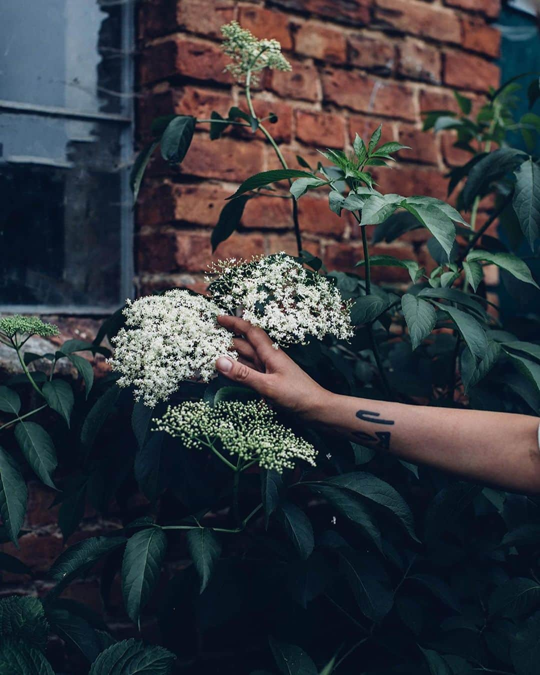 Our Food Storiesさんのインスタグラム写真 - (Our Food StoriesInstagram)「The elderflowers are still in full bloom, so go and make this wonderful elderflower-syrup or beautiful ice cubs 🤗🌿 Get the recipe on the blog, link is in profile. #ourfoodstories_countryside  ____ #countrysidelife #gatheringslikethese #gardeninspiration #gardeninspo #elderflower #elderflowersyrup #holunderblütensirup #germanfoodblogger #foodstylist #foodphotographer #fellowmag #simplejoys #saveurmag #syrups #momentsofmine」6月14日 0時43分 - _foodstories_