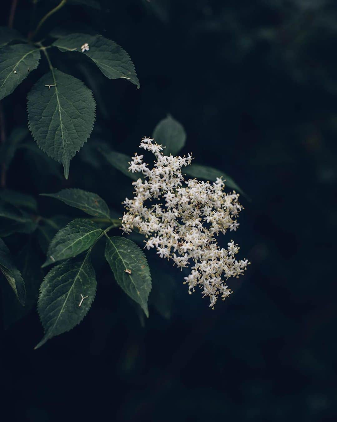 Our Food Storiesさんのインスタグラム写真 - (Our Food StoriesInstagram)「The elderflowers are still in full bloom, so go and make this wonderful elderflower-syrup or beautiful ice cubs 🤗🌿 Get the recipe on the blog, link is in profile. #ourfoodstories_countryside  ____ #countrysidelife #gatheringslikethese #gardeninspiration #gardeninspo #elderflower #elderflowersyrup #holunderblütensirup #germanfoodblogger #foodstylist #foodphotographer #fellowmag #simplejoys #saveurmag #syrups #momentsofmine」6月14日 0時43分 - _foodstories_