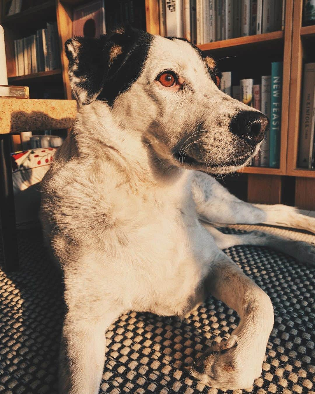 STIL IN BERLINさんのインスタグラム写真 - (STIL IN BERLINInstagram)「Happy Berlin birthday to the politest dog I know, my trusted companion and forever sunshine, the mightiest mutt and most courageous being: #nicothemutt. I’m rarely as free as when I roam fields with you, you teach me carelessness, joy and resilience every day, I’d be a worse person without you. Couldn’t be more thankful to @streunerherzen who matched us over four years ago. #adoptdontshop」6月14日 0時50分 - stilinberlin