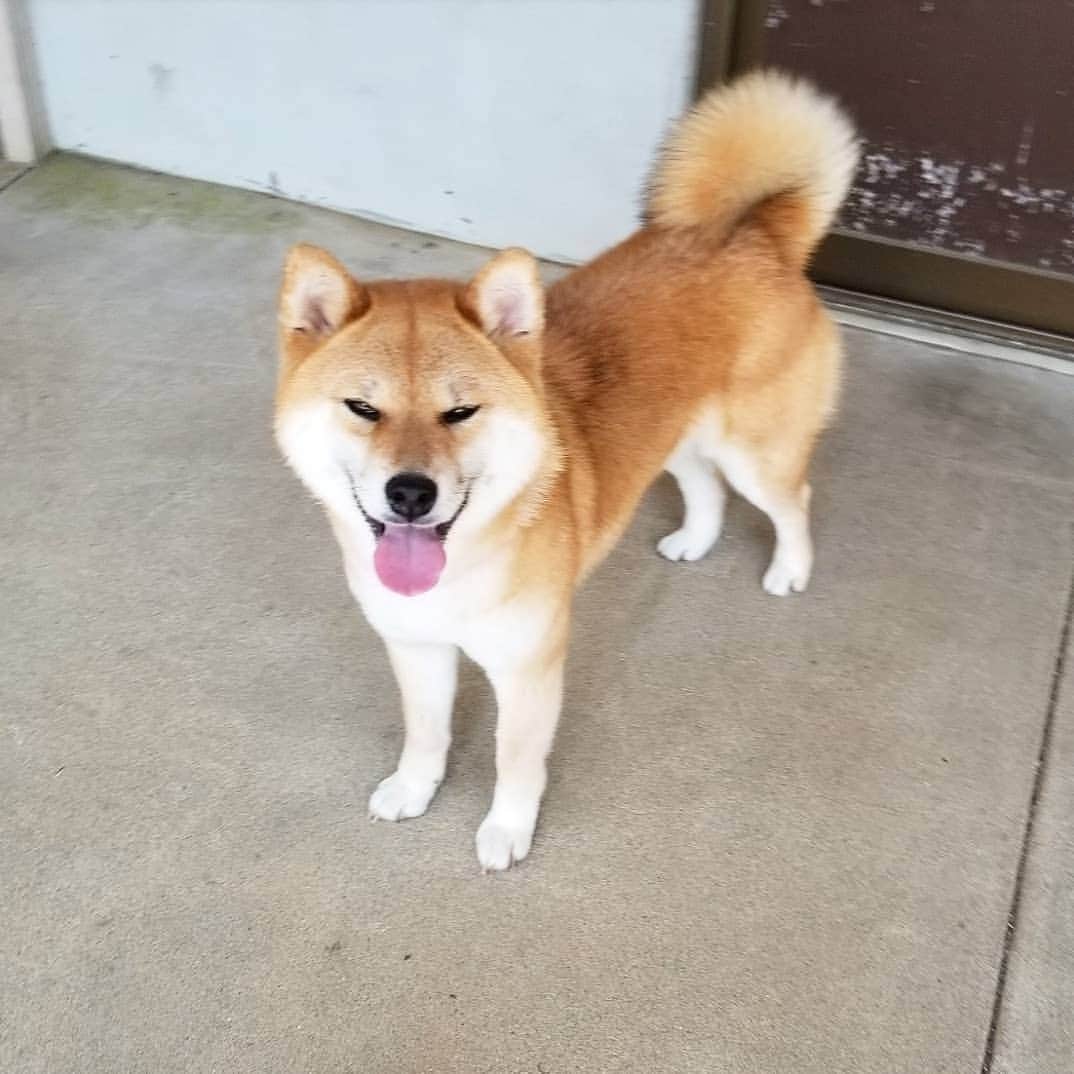 柴犬たま Shibainu Tamaさんのインスタグラム写真 - (柴犬たま Shibainu TamaInstagram)「舌が出てると3割増しくらいで可愛く見える😚💓 * Caption trans🇬🇧 It looks more cute than usual when the tongue is out😚💓 * #柴犬たま #たママ #一眼レフ #一眼レフカメラ #笑顔 #柴犬 #shiba #shibainu #shibastagram #犬 #dog」6月13日 15時55分 - tama7653