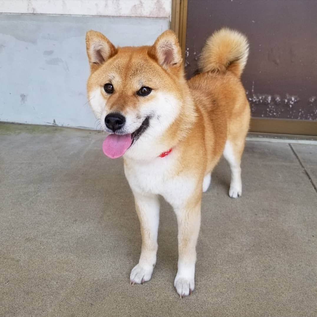 柴犬たま Shibainu Tamaさんのインスタグラム写真 - (柴犬たま Shibainu TamaInstagram)「舌が出てると3割増しくらいで可愛く見える😚💓 * Caption trans🇬🇧 It looks more cute than usual when the tongue is out😚💓 * #柴犬たま #たママ #一眼レフ #一眼レフカメラ #笑顔 #柴犬 #shiba #shibainu #shibastagram #犬 #dog」6月13日 15時55分 - tama7653