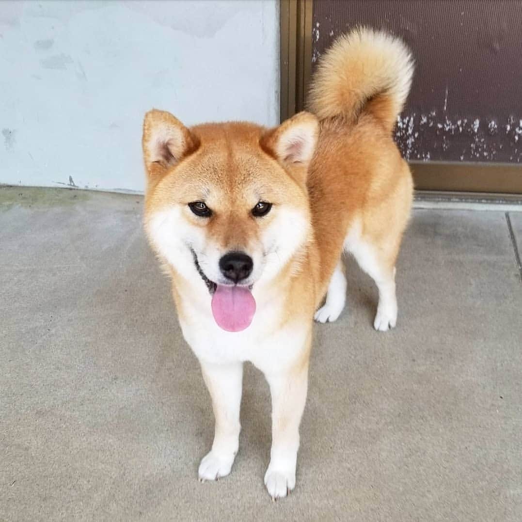 柴犬たま Shibainu Tamaさんのインスタグラム写真 - (柴犬たま Shibainu TamaInstagram)「舌が出てると3割増しくらいで可愛く見える😚💓 * Caption trans🇬🇧 It looks more cute than usual when the tongue is out😚💓 * #柴犬たま #たママ #一眼レフ #一眼レフカメラ #笑顔 #柴犬 #shiba #shibainu #shibastagram #犬 #dog」6月13日 15時55分 - tama7653