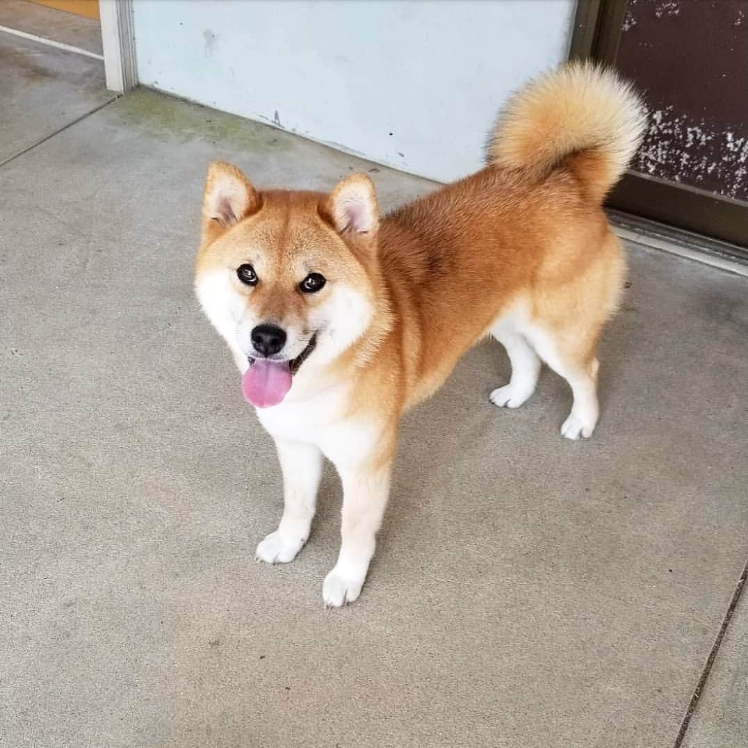 柴犬たま Shibainu Tamaさんのインスタグラム写真 - (柴犬たま Shibainu TamaInstagram)「舌が出てると3割増しくらいで可愛く見える😚💓 * Caption trans🇬🇧 It looks more cute than usual when the tongue is out😚💓 * #柴犬たま #たママ #一眼レフ #一眼レフカメラ #笑顔 #柴犬 #shiba #shibainu #shibastagram #犬 #dog」6月13日 15時55分 - tama7653