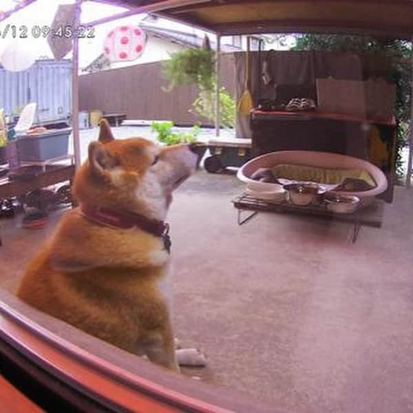 柴犬 たろさんのインスタグラム写真 - (柴犬 たろInstagram)「ファーボでタロを観察するのが、1番楽しいね🐻💕🐖 ✩ ✩ #shibainu #japanesedog #柴犬 @furbo_japan」6月13日 16時06分 - tarochantarochan