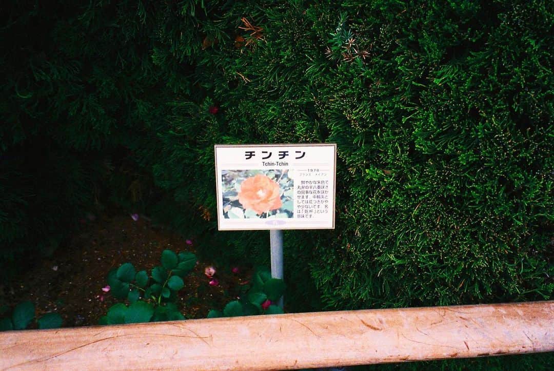 Aya（高本彩）さんのインスタグラム写真 - (Aya（高本彩）Instagram)「バラ園で見つけた花🌺  #photobyaya #チンチン #フランス語で乾杯」6月13日 16時16分 - aya_dream04