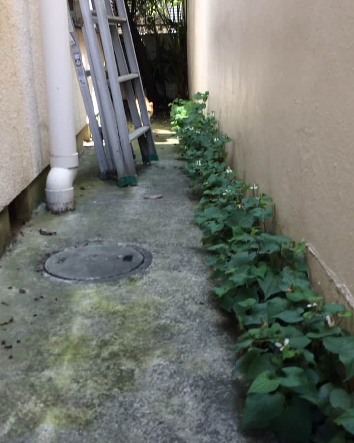 岡田屋鉄蔵のインスタグラム：「良い天気。今日のエクスペンダブルズ氏。最近塀から現れません。何かあったかな」